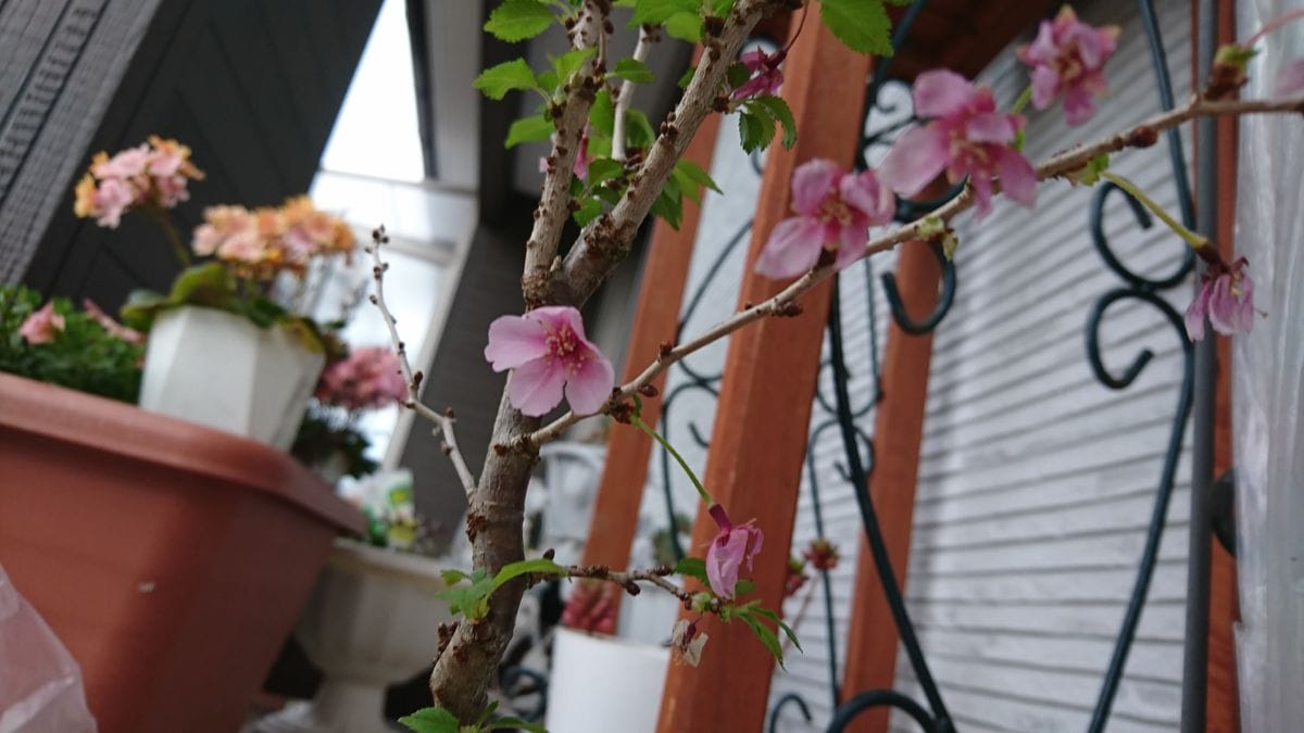 憧れの桜の鉢植え お花の様子