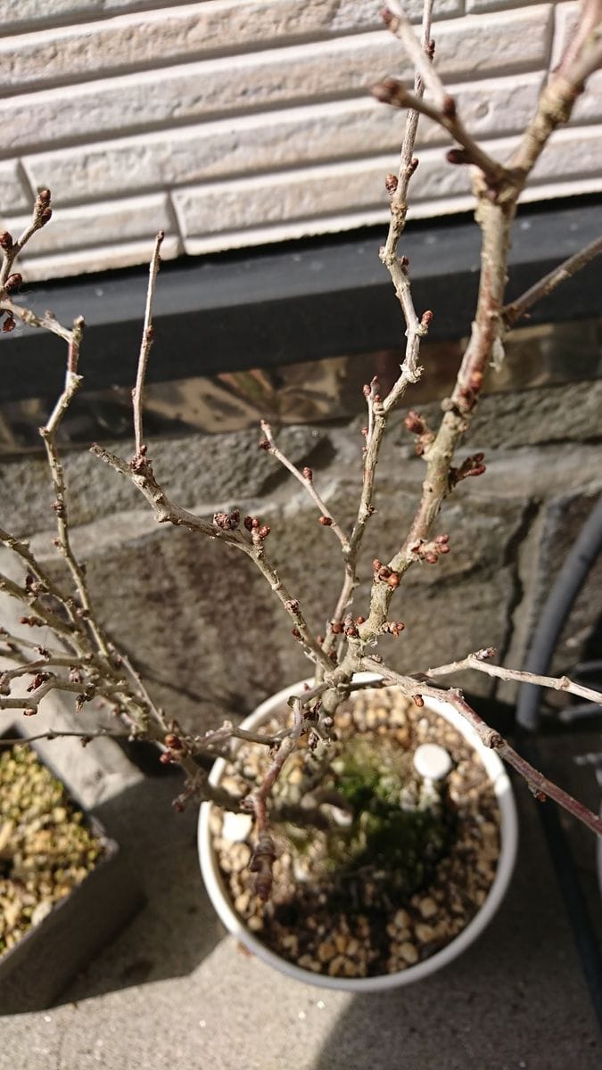 憧れの桜の鉢植え 生きてるの？