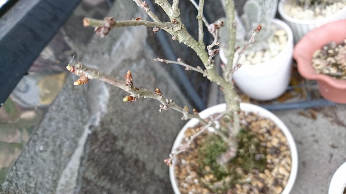 憧れの桜の鉢植え 生きていたよ❤️