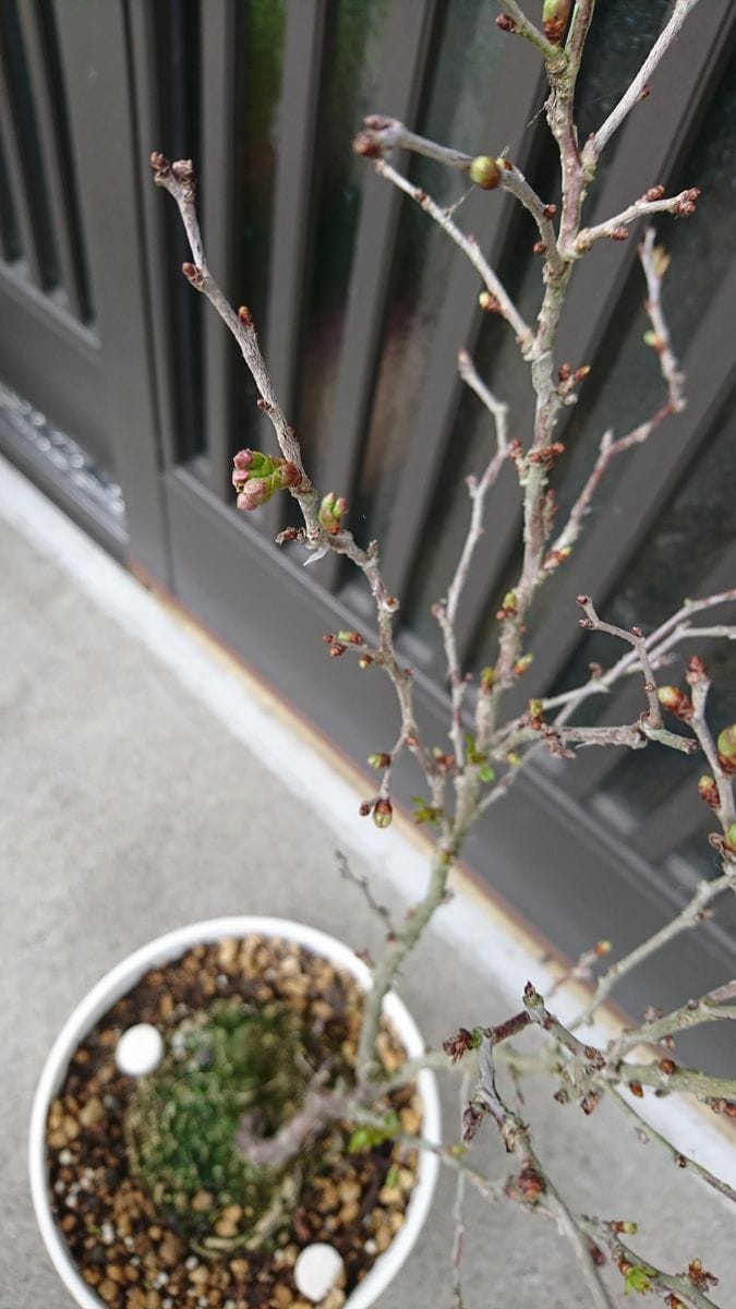 憧れの桜の鉢植え 芽吹きとつぼみ❤️