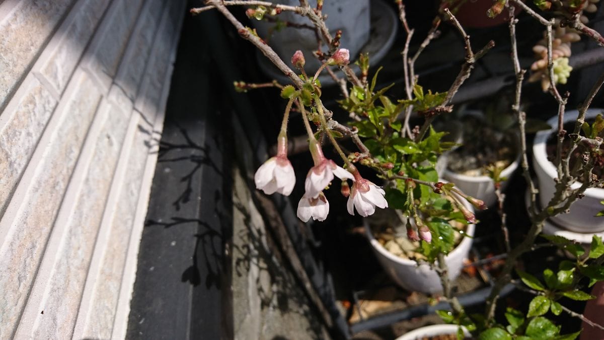 憧れの桜の鉢植え 開花😍