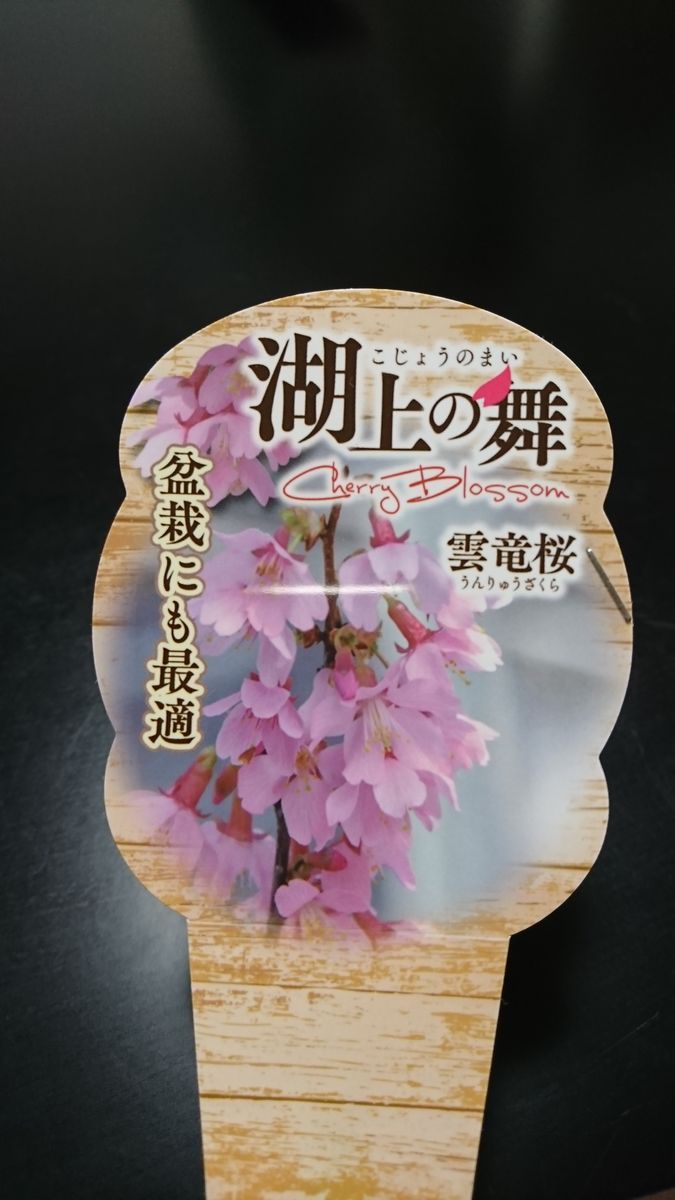 憧れの桜の鉢植え