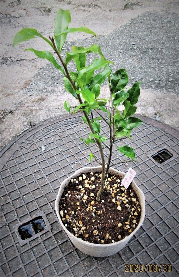 『常盤柿』の盆栽を作りたい！ 『常盤柿』雄樹を購入