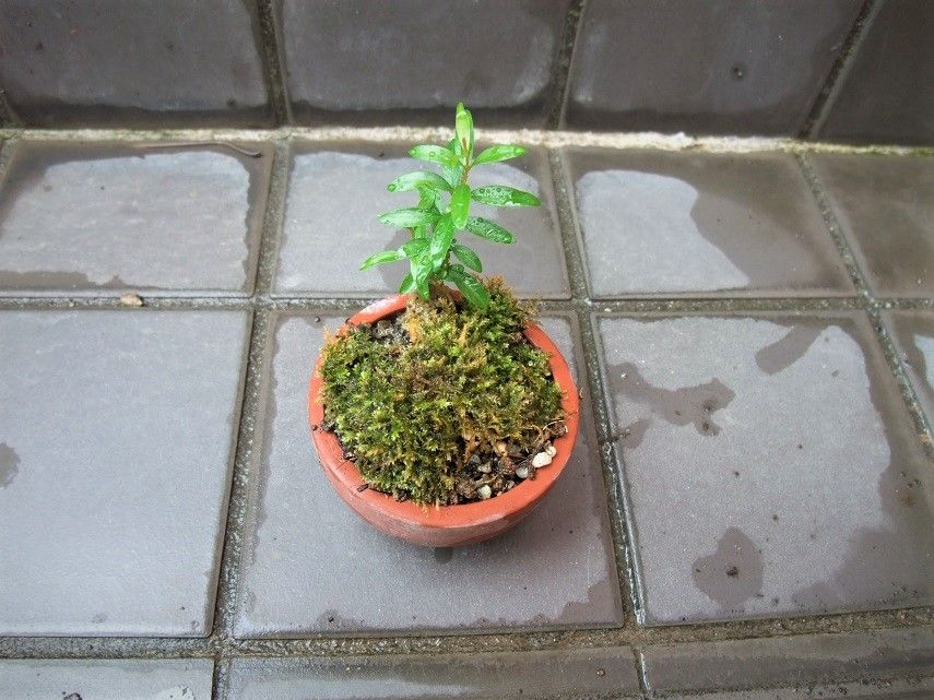 『姫ザクロ』小盆栽のおススメ 苔鉢より小鉢をおススメします。