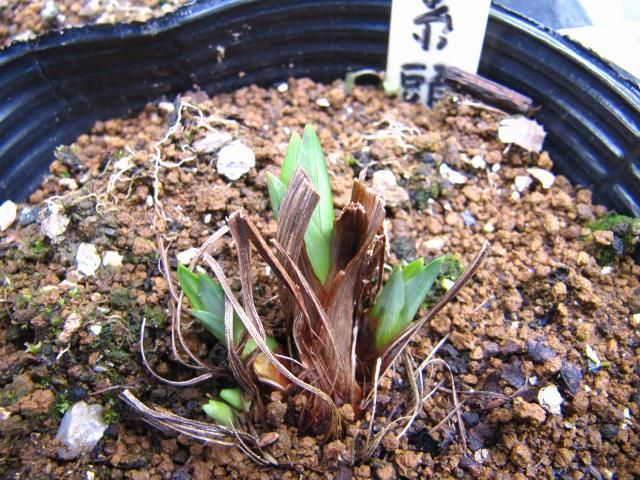 日本の伝統園芸植物　花菖蒲　その参 ３月１７日　芽出しの季節