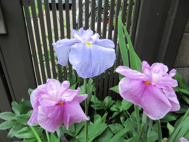 日本の伝統園芸植物　花菖蒲　その参 早生（早咲）品種の開花です。