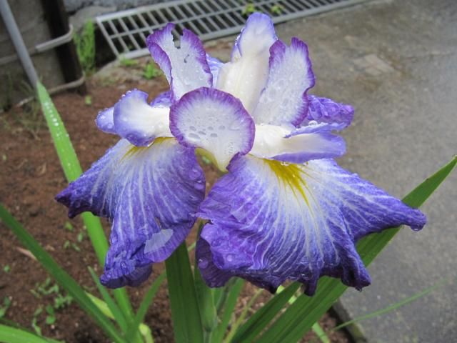 日本の伝統園芸植物　花菖蒲　その参 今年の実生花