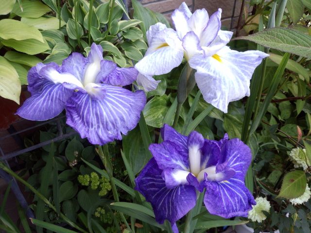 日本の伝統園芸植物　花菖蒲　その参 株分け最適期です