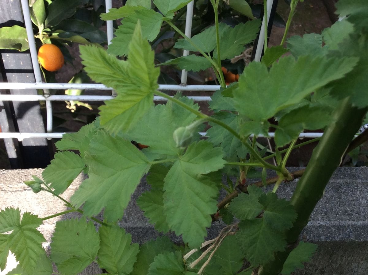 ２年目のブラックベリー 花芽がついた？