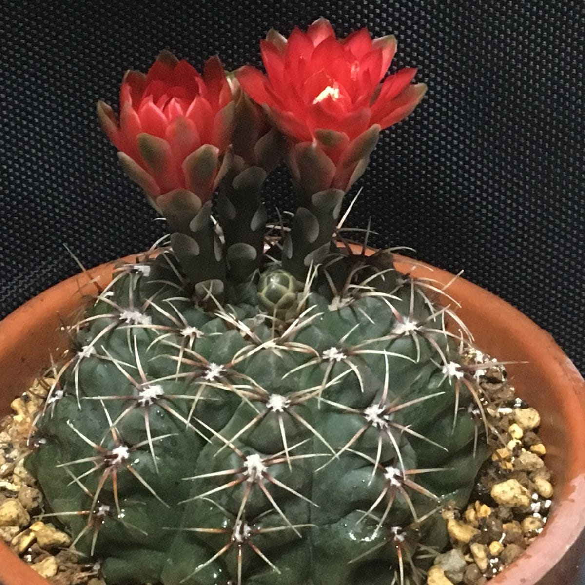 「緋花玉(ひかだま)」ギムノカリキウム属 🌺✨ついに開花。今年の初花 🌵✨