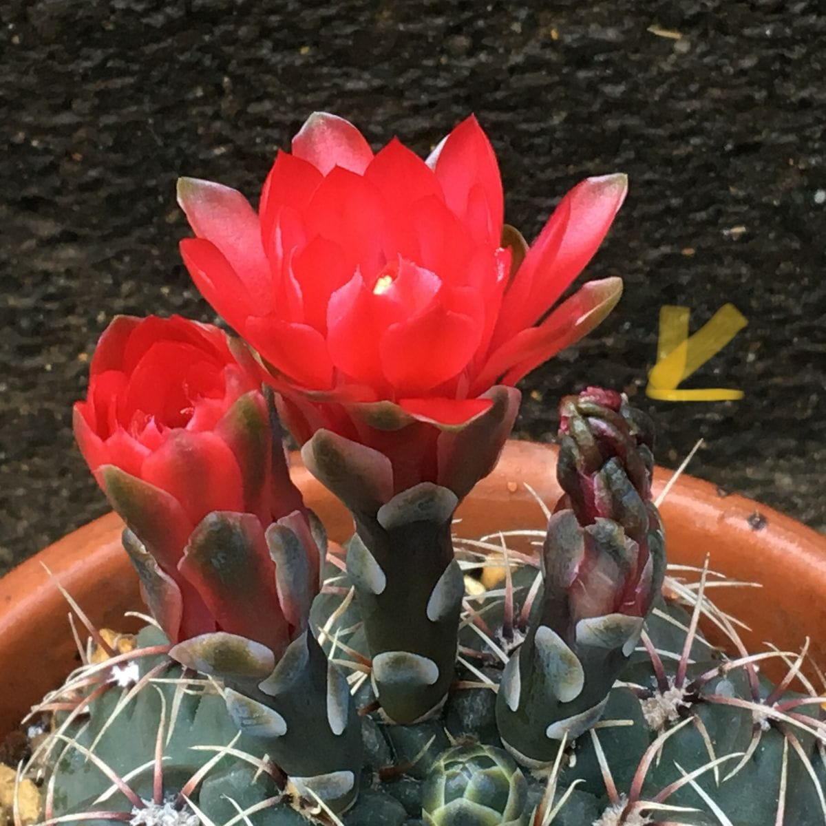 「緋花玉(ひかだま)」ギムノカリキウム属 🌹初花がしぼんだ 👋