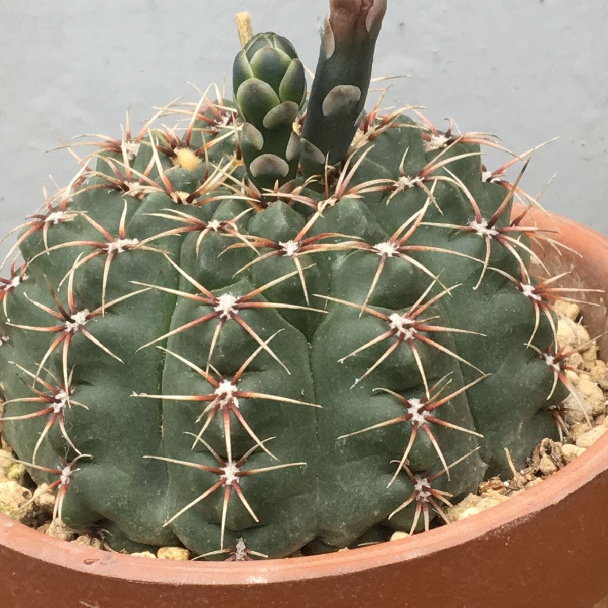 「緋花玉(ひかだま)」ギムノカリキウム属 🚰 活発に吸水してるようだ 🌵