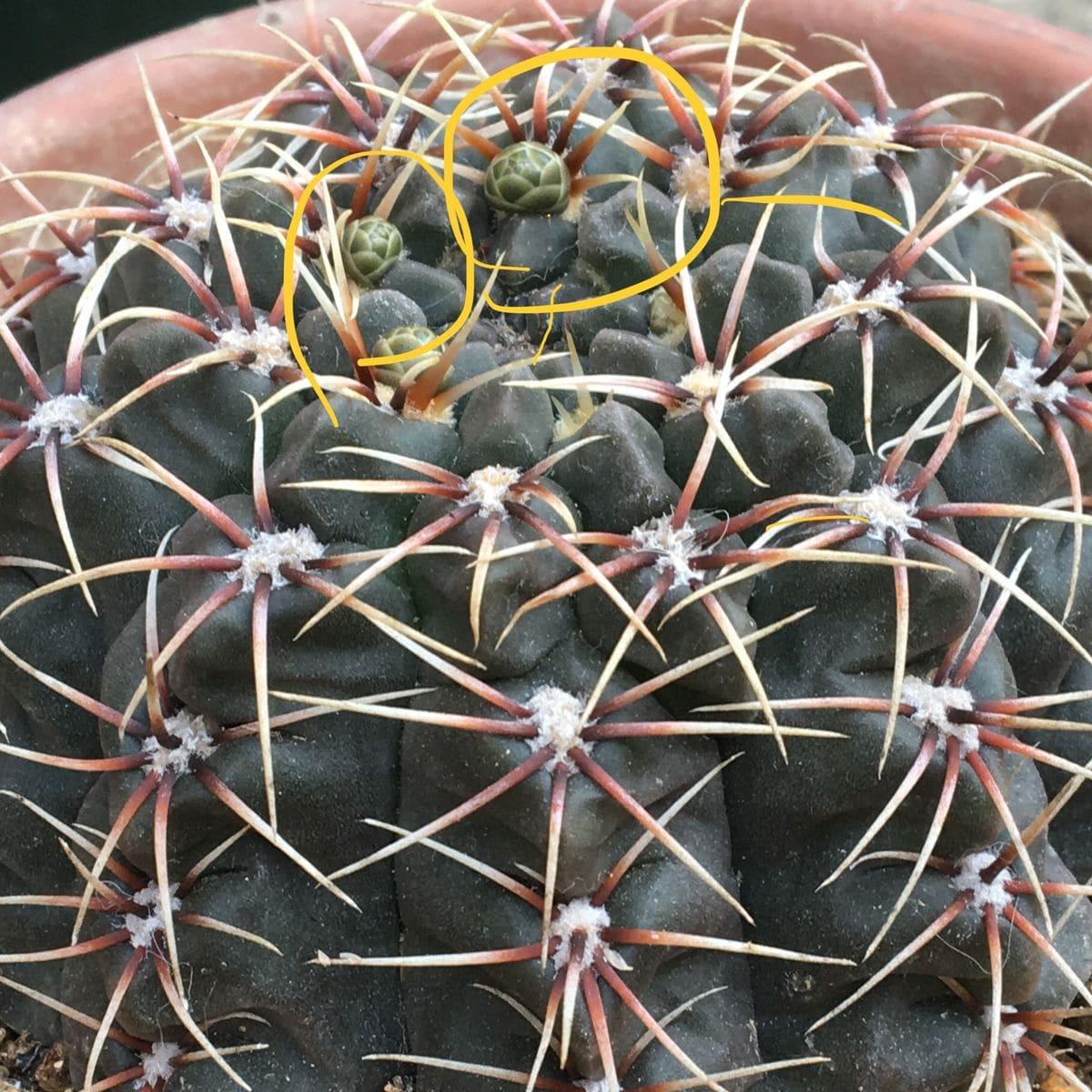 「緋花玉(ひかだま)」ギムノカリキウム属 🌷✨植え込んで１週間、早くも花芽😳