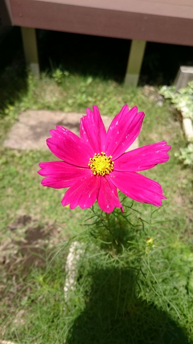 コスモス 地植えコスモス