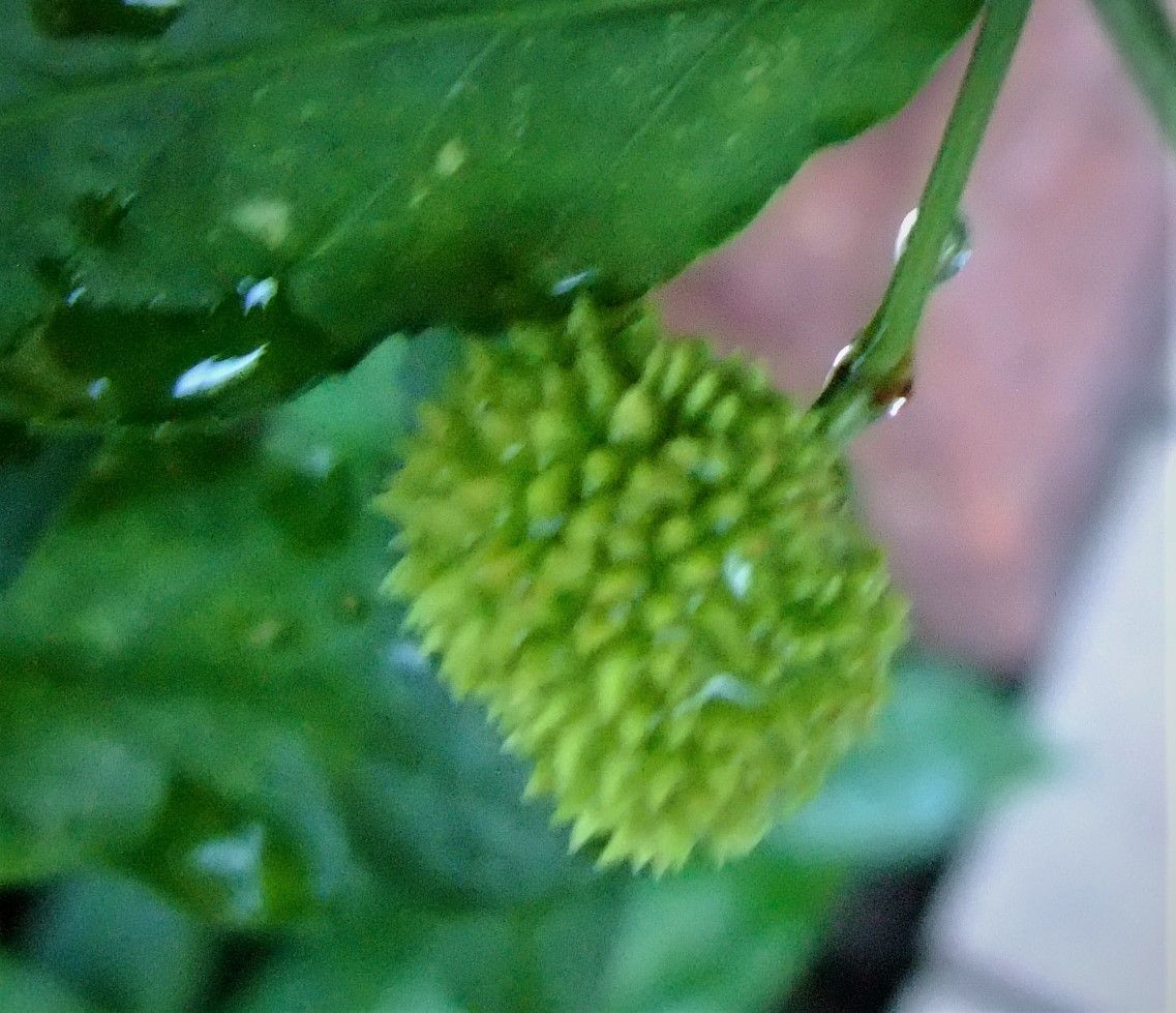 マユミは『ツリバナアメリカーナ』を推奨！ ７月　緑色の実が大きい。