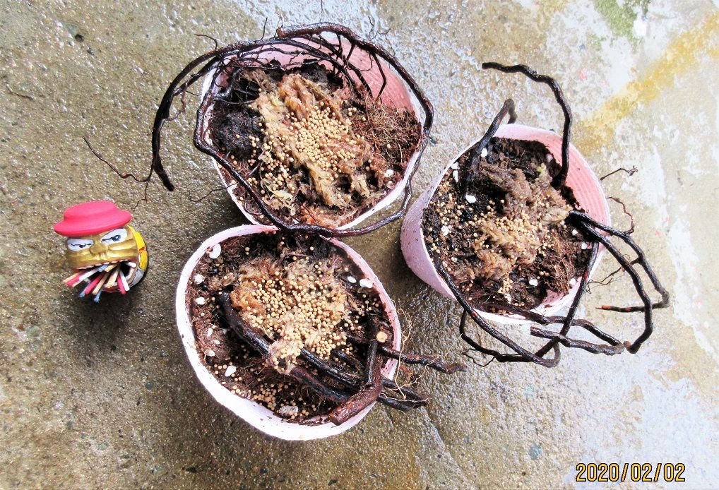 『八重山ノイバラ』は、作りやすい！ 植替え時に根挿し実施。