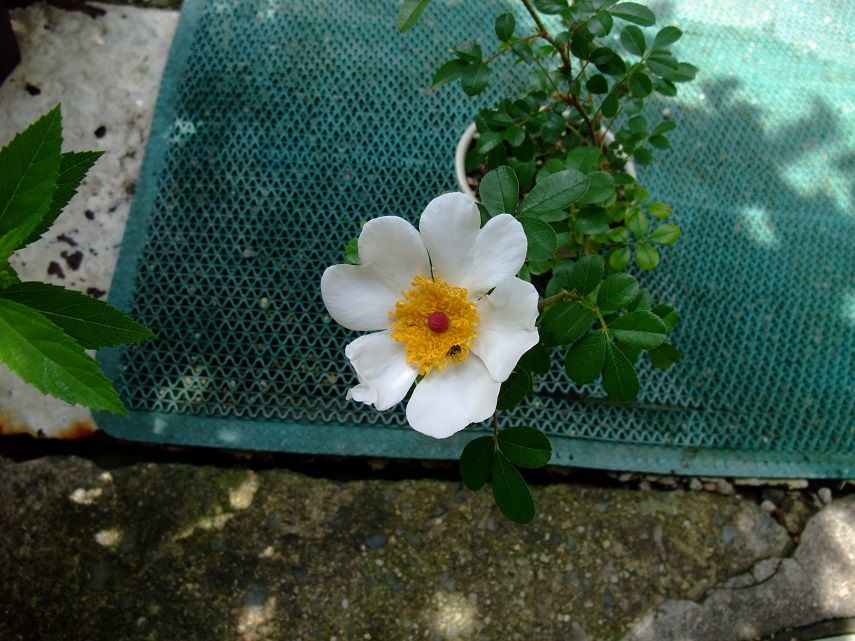 『八重山ノイバラ』は、作りやすい！ 花びらのハート形もいい。