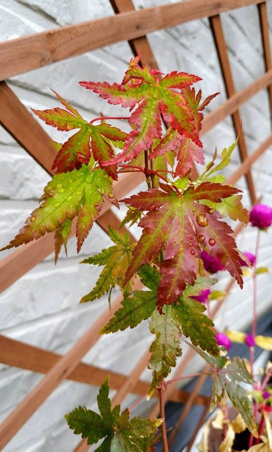 花貫もみじ 見頃です