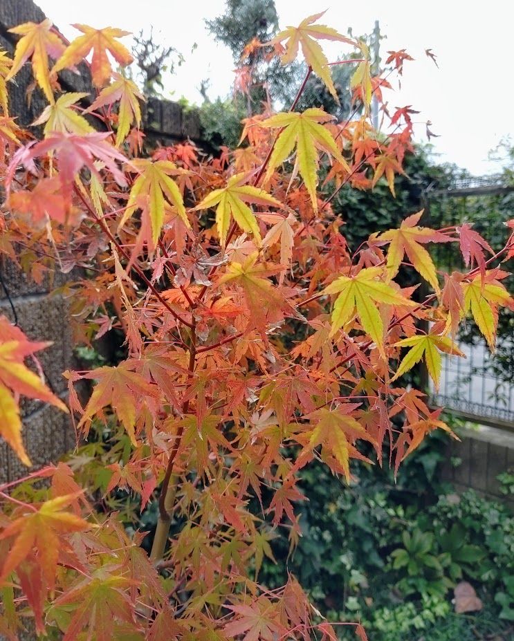 花貫もみじ 紅葉しています