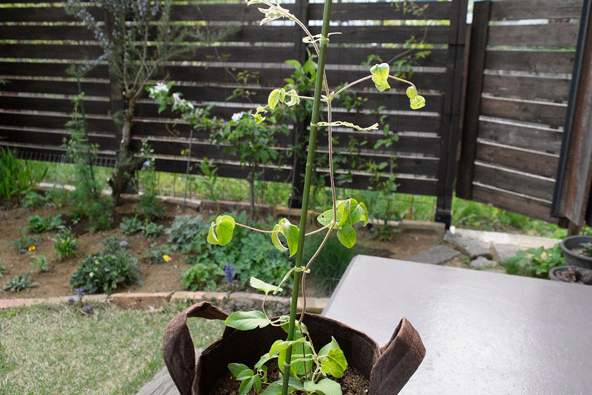 クレマチス　ロマンティカ 植え替え