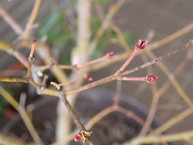 鴫立沢の四季を楽しみたい。(*^^*) 赤い小さな芽が。