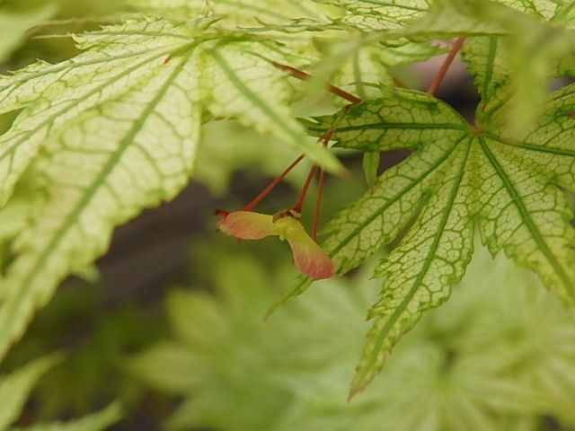 鴫立沢の四季を楽しみたい。(*^^*) 実ですね。