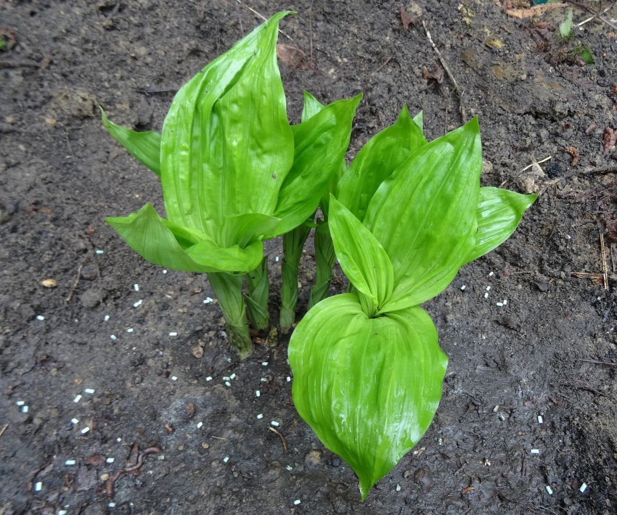 亜寒帯の地でエビネランを育てる 植え付け