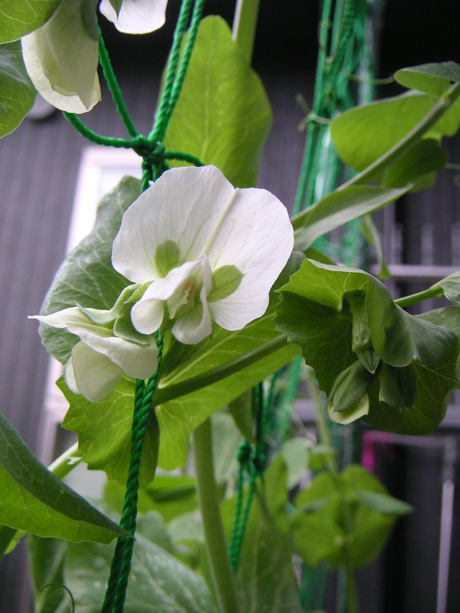 春のグリーンカーテン　エンドウ豆と… 花は・・・