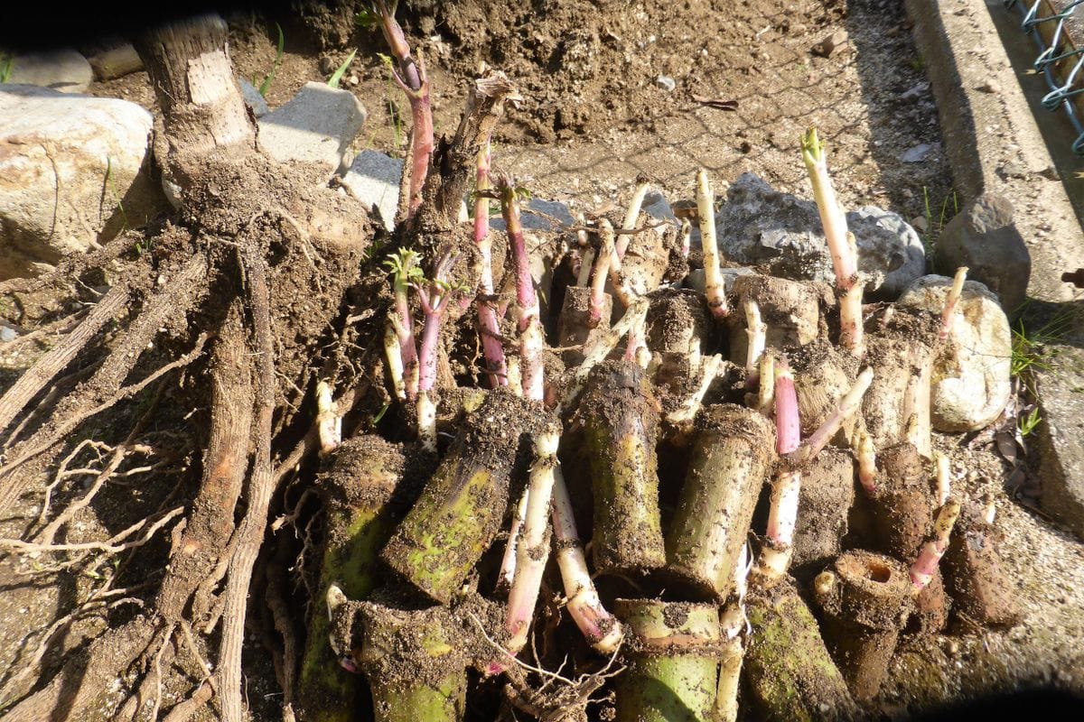 2018年　皇帝ダリアの栽培レポ-トです。・・・2019年も 冬の間土かぶせした茎が芽吹いてきました。