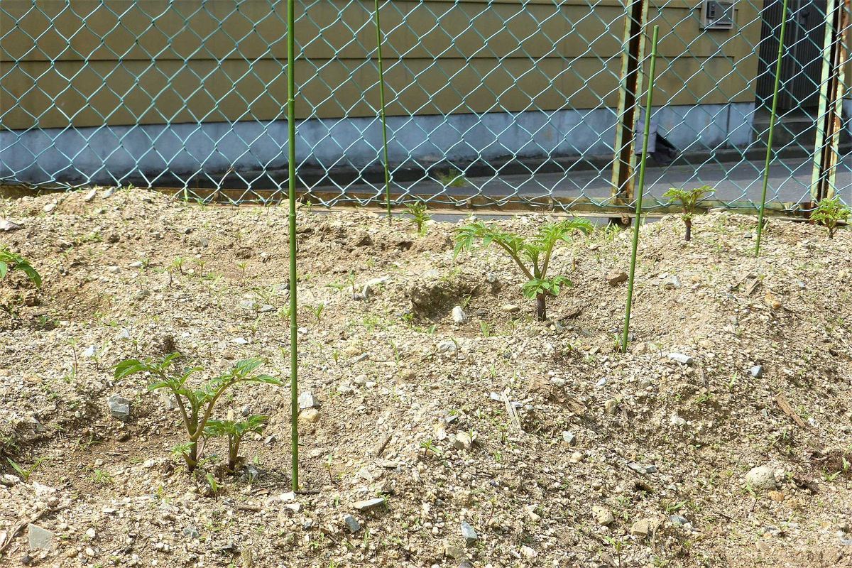 2018年　皇帝ダリアの栽培レポ-トです。・・・2019年も 定植後、芽吹いてきましたよ！