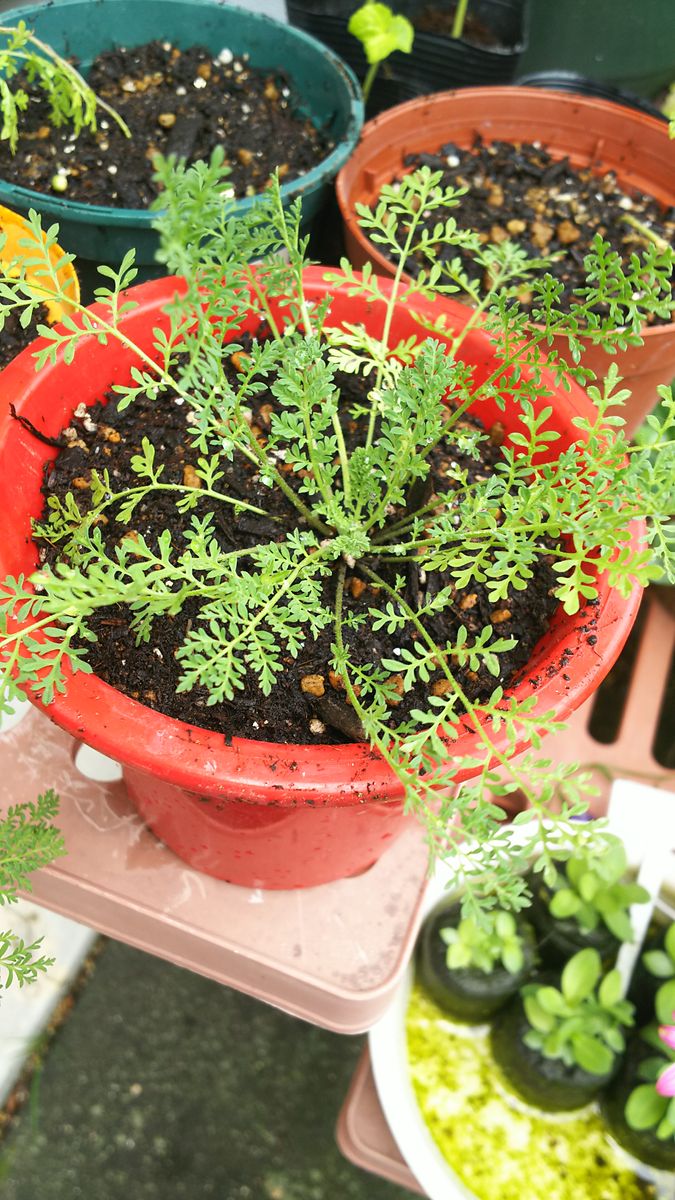 フクシア種から栽培 定植🌿