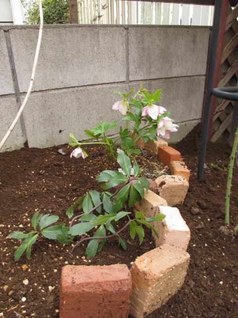 ニゲルの株分け 地植えに