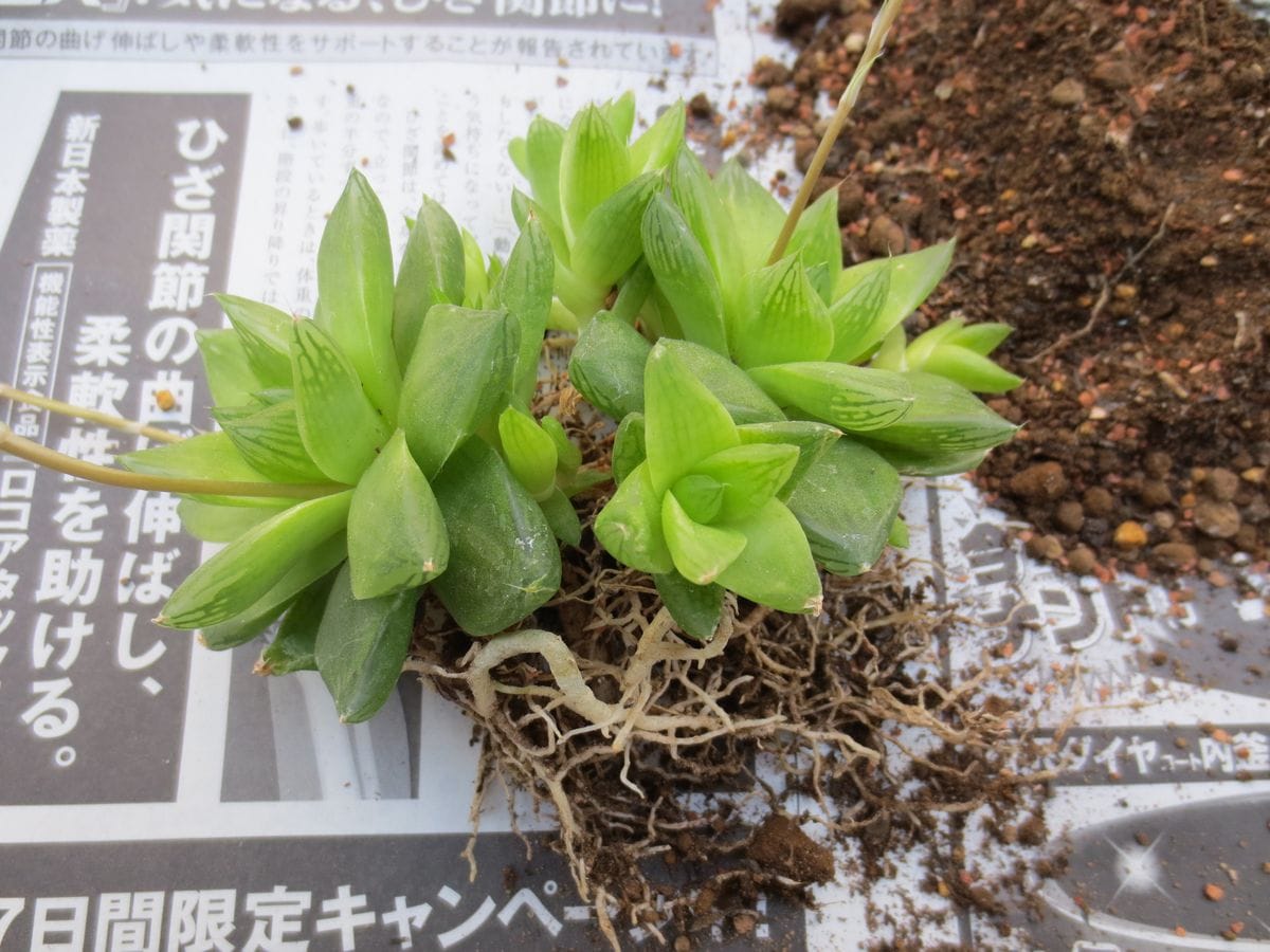 ハオルチア　京の華 プチ株分け