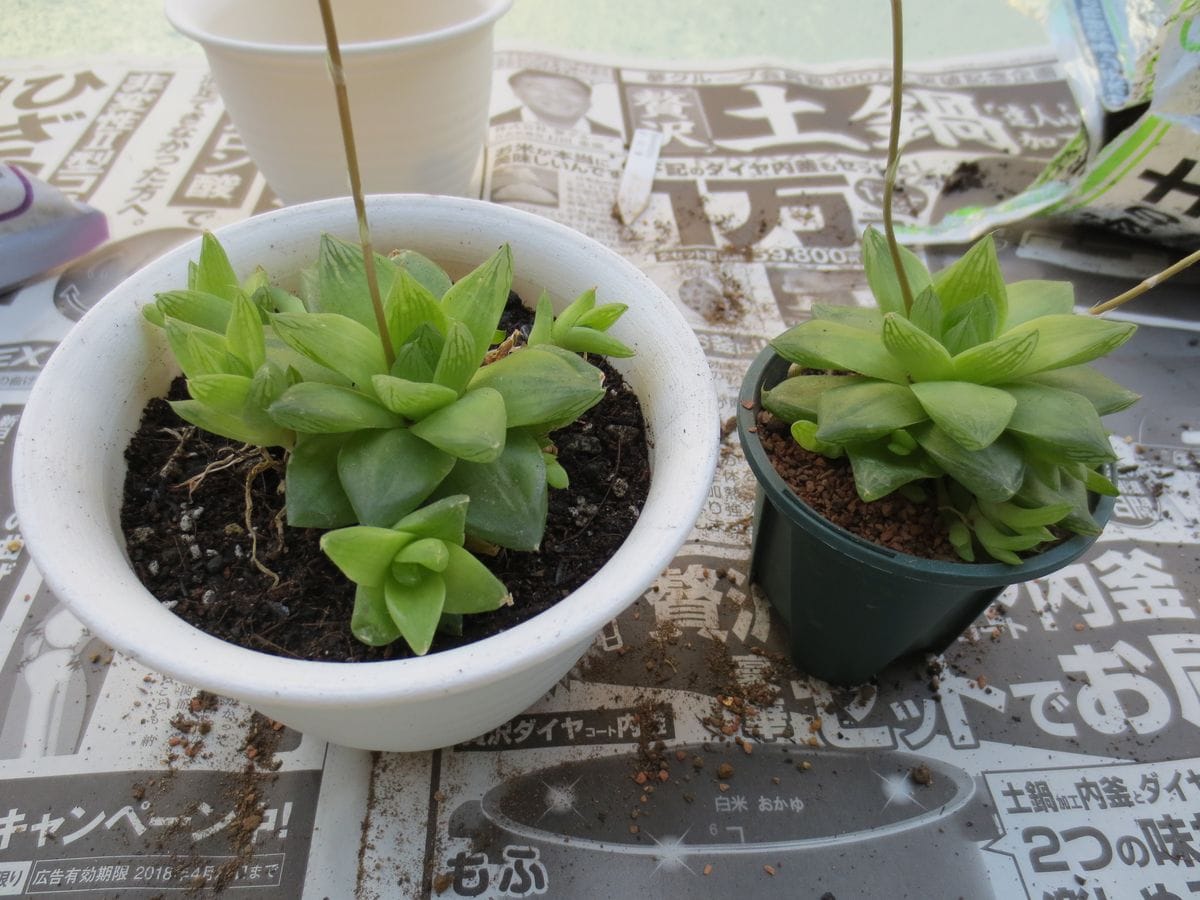 ハオルチア　京の華 株分け完了