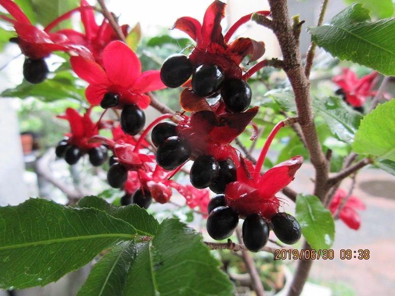珍しい樹　『ミッキーマウスツリー』 水やりで黒い実が落ちるので種蒔き法