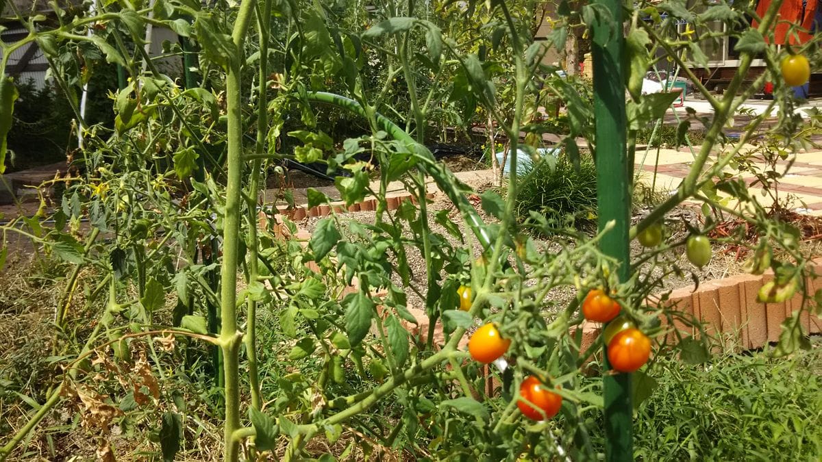 ミニトマト🍅 脇芽🌱からの成長は？