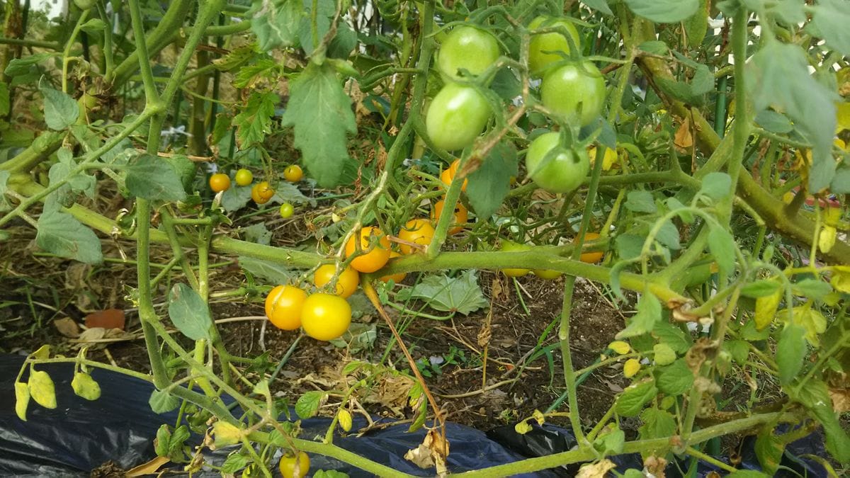 ミニトマト🍅 イエローミニはまだまだ😉🆗✨