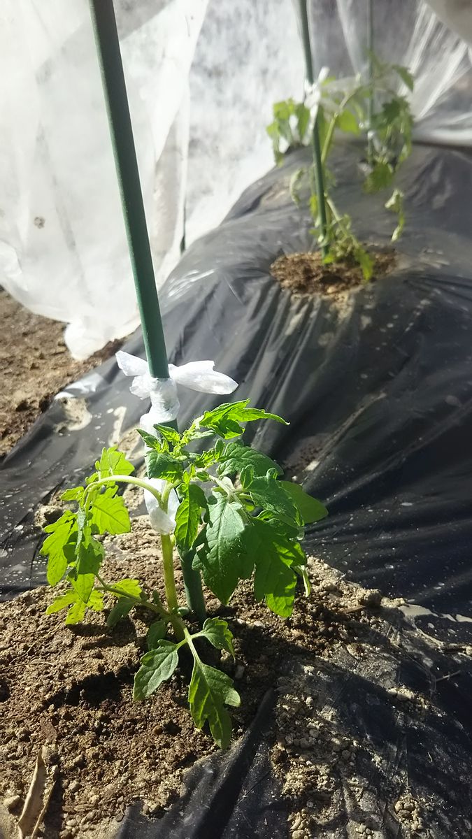 ミニトマト🍅 苗を植える