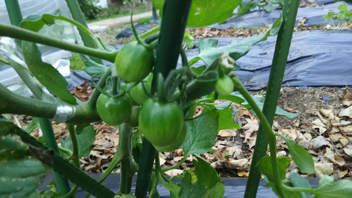 ミニトマト🍅 実がつきました。