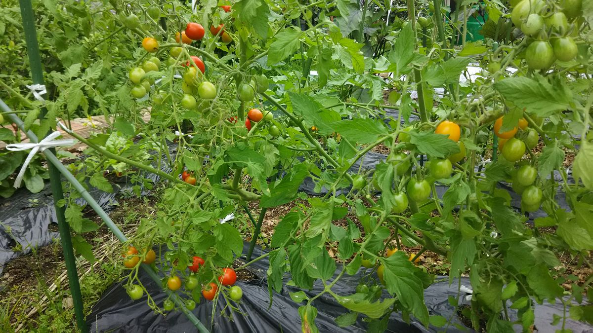 ミニトマト🍅 順調に育ってます。