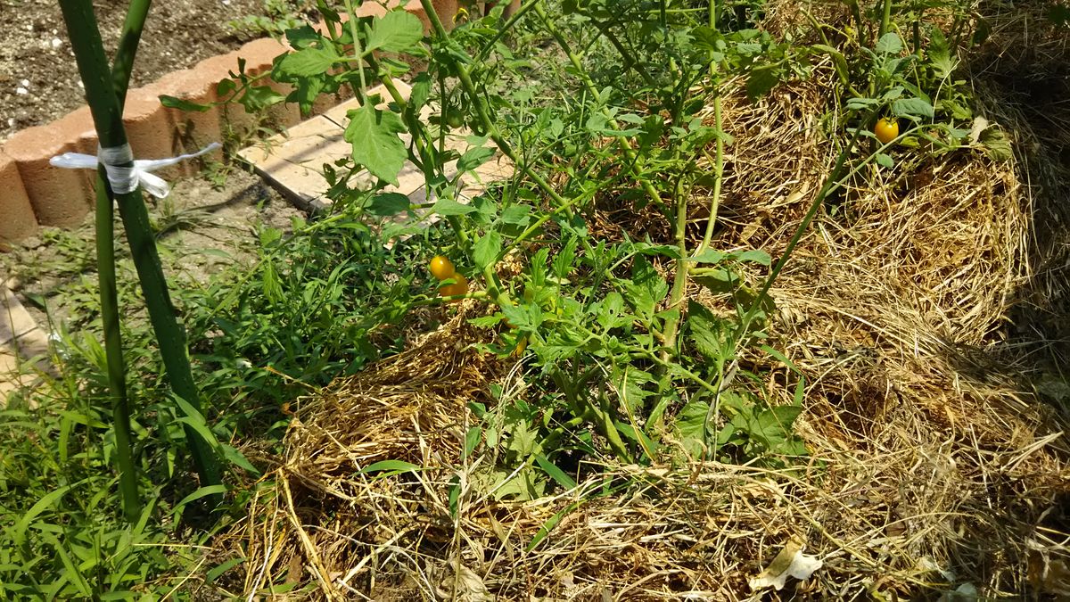 ミニトマト🍅 脇芽🌱の苗にも、実がつきました😃