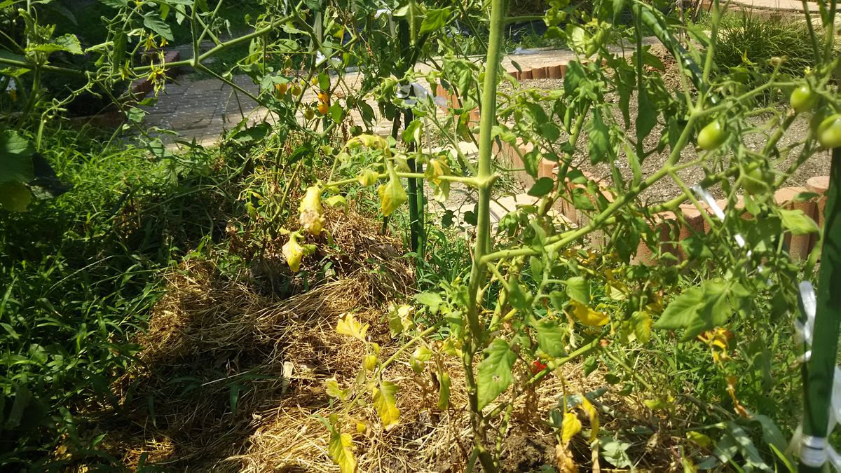 ミニトマト🍅 脇芽🌱からの成長は、いまいち😅