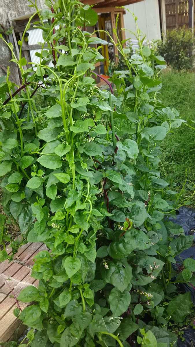 ツルムラサキ、虹色草🌿 更に延びてます😃