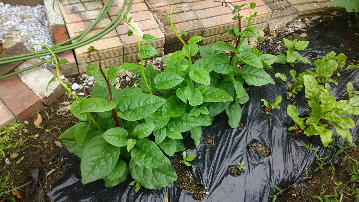 ツルムラサキ、虹色草🌿 つるむらさき初収穫😉