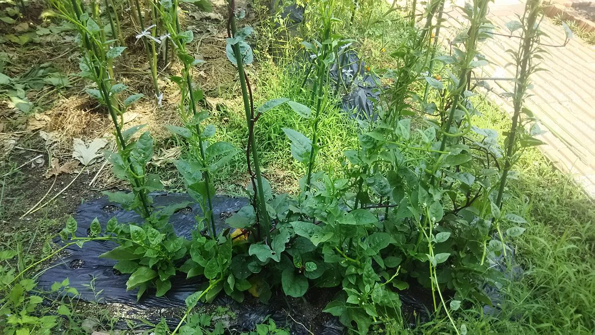 ツルムラサキ、虹色草🌿 上に伸び伸び、脇芽🌱も伸び伸び❗