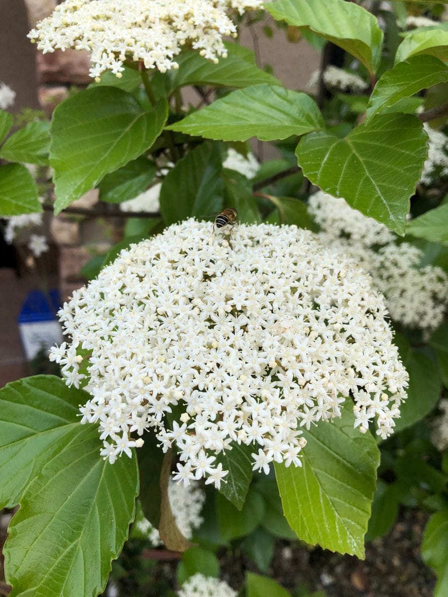 ハクサンボク（ガマズミ）の開花 虫が来ています