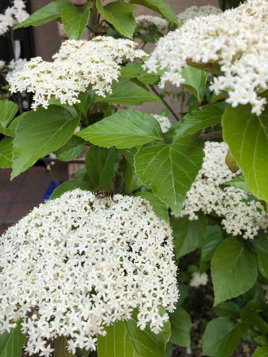 ハクサンボク（ガマズミ）の開花