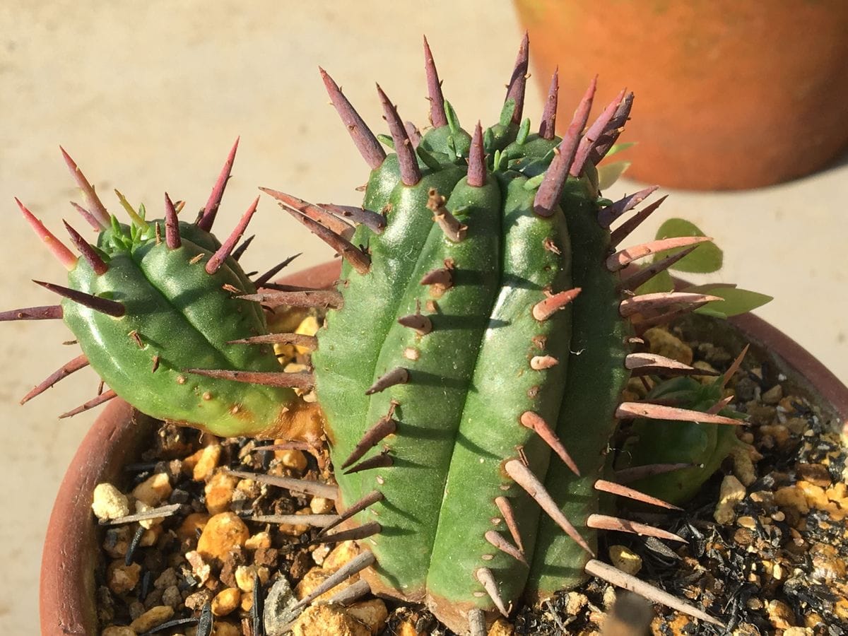 「勇猛閣」 ユーフォルビア属フェロックス 🌵見掛け上成長の気配は感ぜず