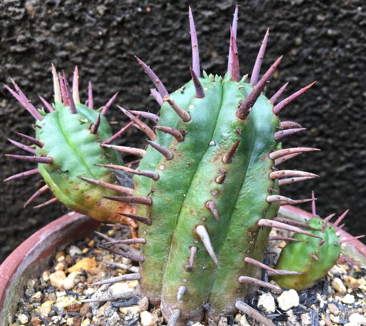 「勇猛閣」 ユーフォルビア属フェロックス 🌵✨トゲが赤く色づいて来た 🍁