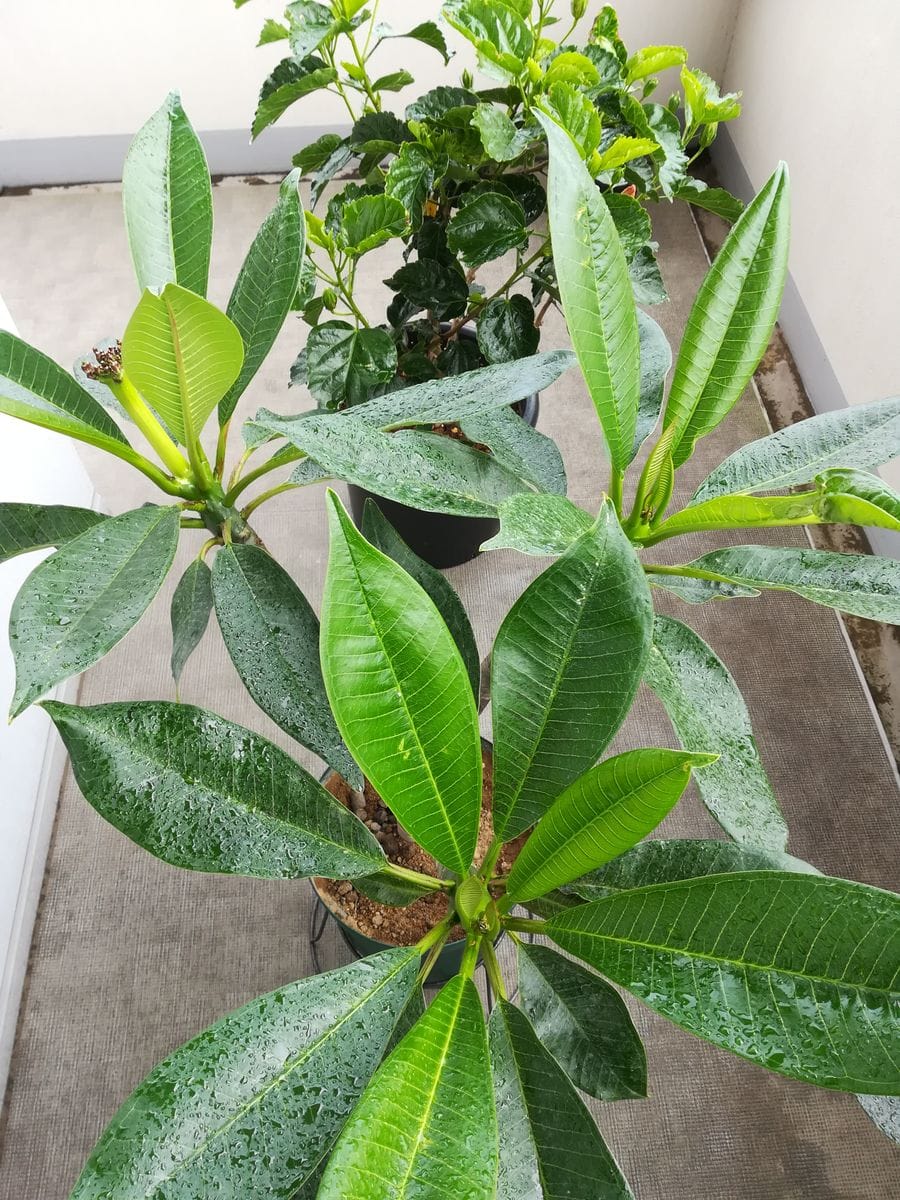 モロカイ島のセラダイン 初めての花芽が3枝全部につきました